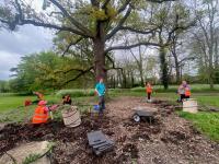 A group of people weeding around a big old tree in Cherry Hinton Hall grounds