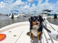 dog on a boat at shell island in Panama City Beach