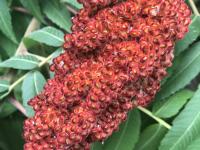 Staghorn Sumac