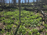 Forest full of spring ramps
