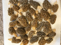 Morels