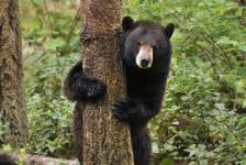 Bear Camp
