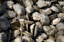 Colchester Native Oysters