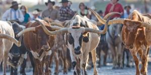 FW-Herd-Steers-420x260