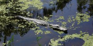 alligator