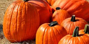 Pumpkins