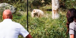 Clover the white black bear at the bc wildlife park