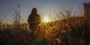 Field, Sunshine