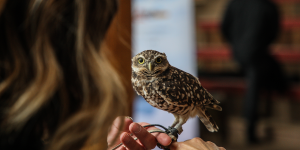 Burrowing Owl at the Wildlife Park