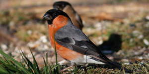 Wild New Forest Guided Tour Card Offer Bird