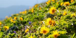 Yellow Wildflowers On Dog Mountain Near Vancouver, WA