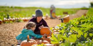 Pumpkin Patch