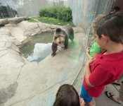 Children observe a bear at Henry Vilas Zoo