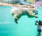 Child and Polar Bear at Henry Vilas Zoo
