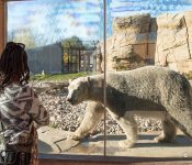 Polar Bear