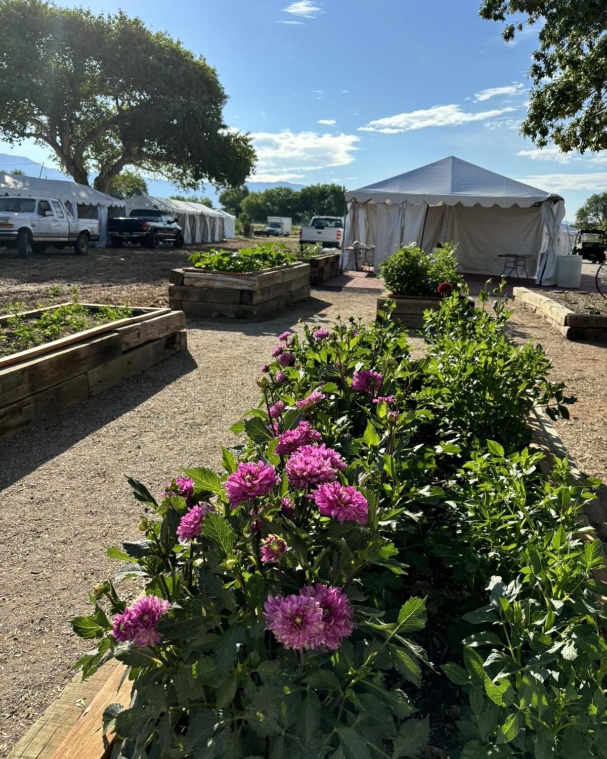 An image of some dahlias growing at the agri-nature center.