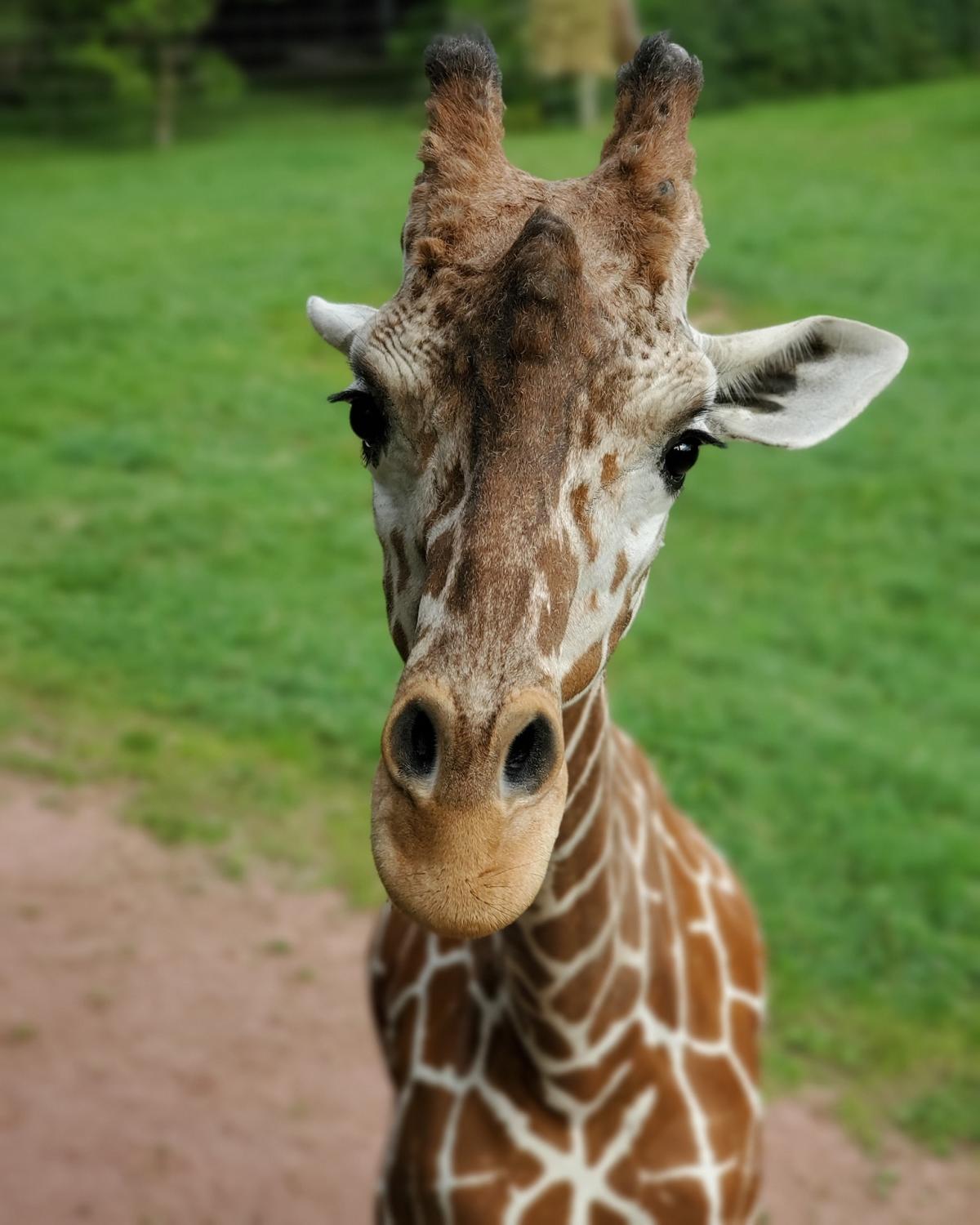 Luna giraffe Fort Wayne Children's Zoo