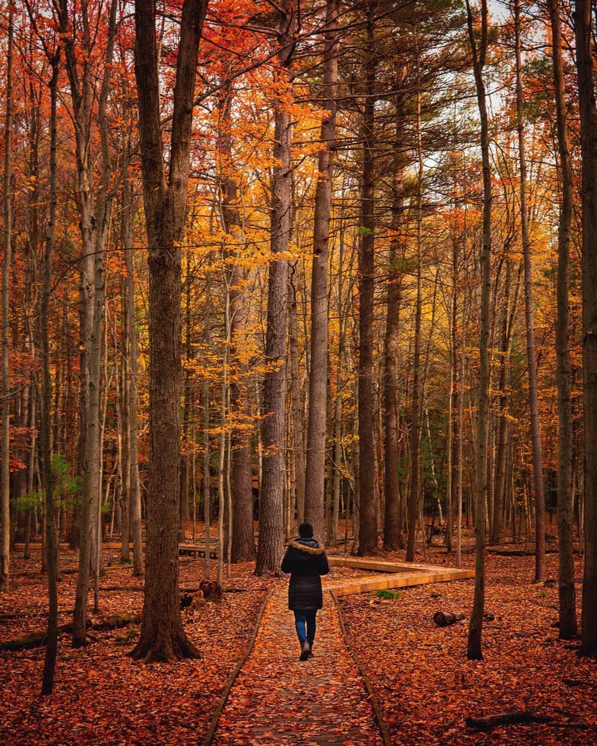Whiting Forest of Dow Gardens in Great Lakes Bay, Michigan Blog