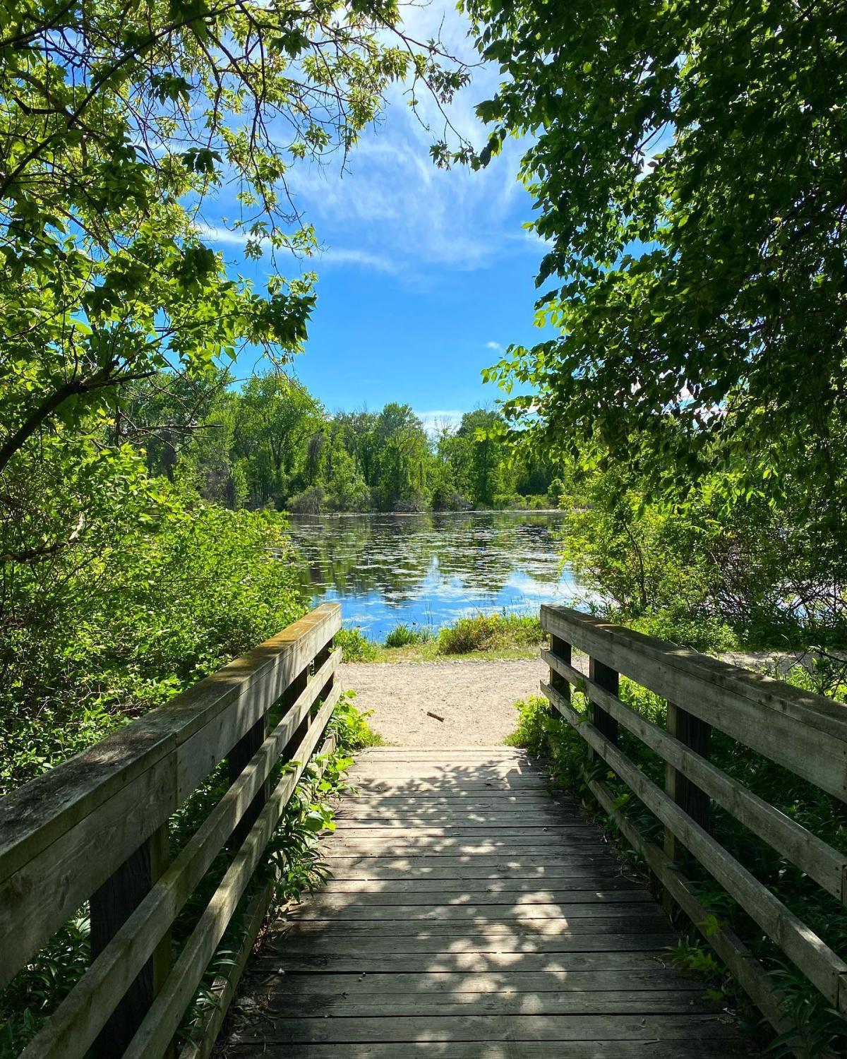 Trees surrounding a scenic walkway leading to the water at Bay City State Park