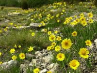 Lakeside Daisy