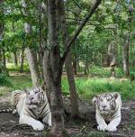 Two White Tigers sitting under a tree in the grass at T&D Cats of the World Wildlife Rescue