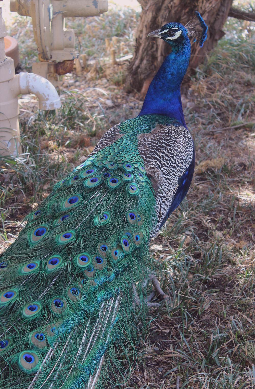 a blue and green peacock walks on the grounds