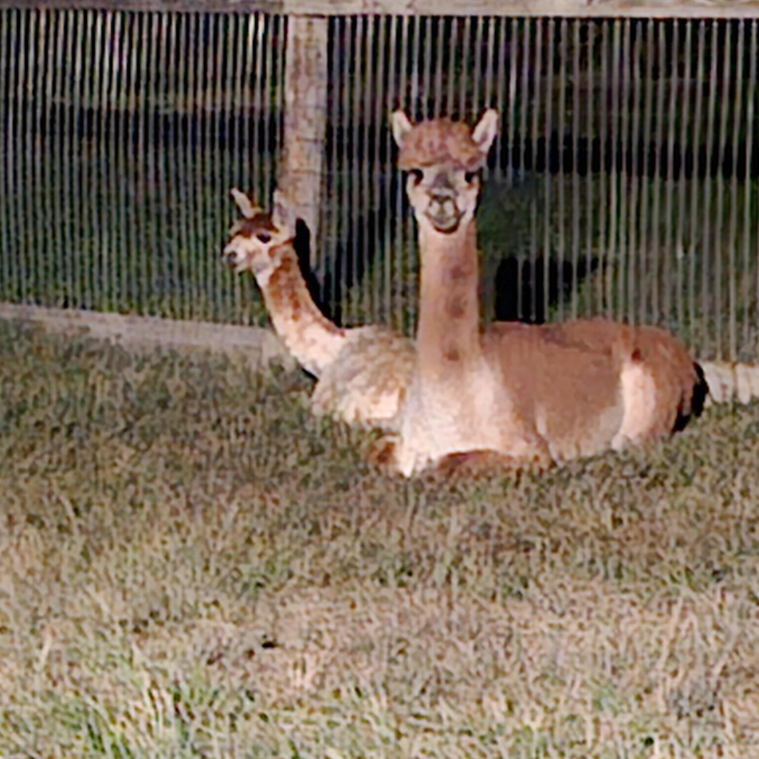 Angie's Alpaca Paradise