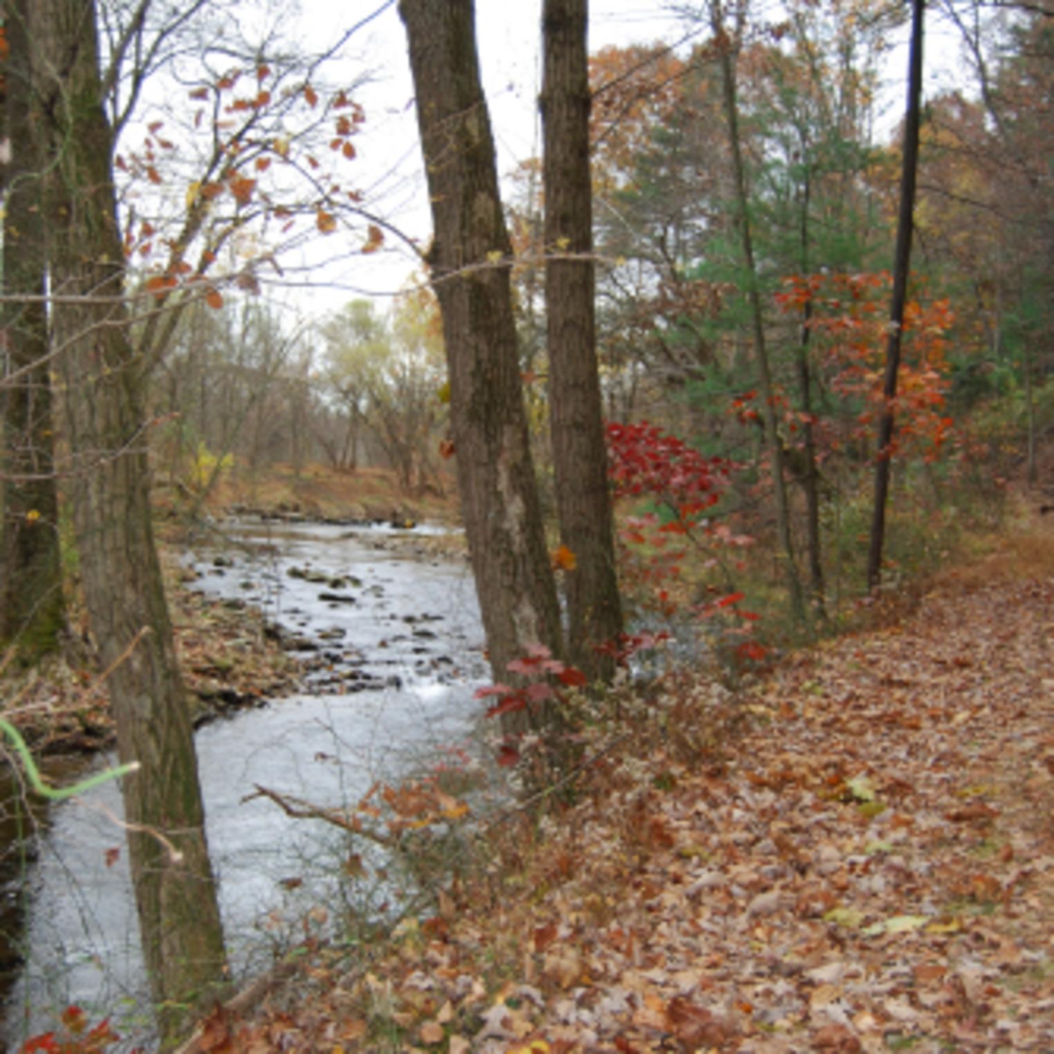 Mountain Creek in Mt Holly Marsh Preserve