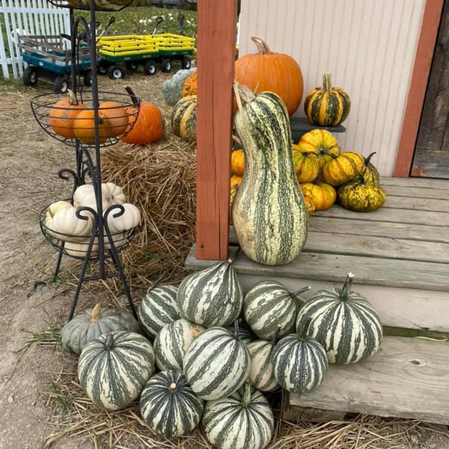 Warehime's Pumpkin Patch