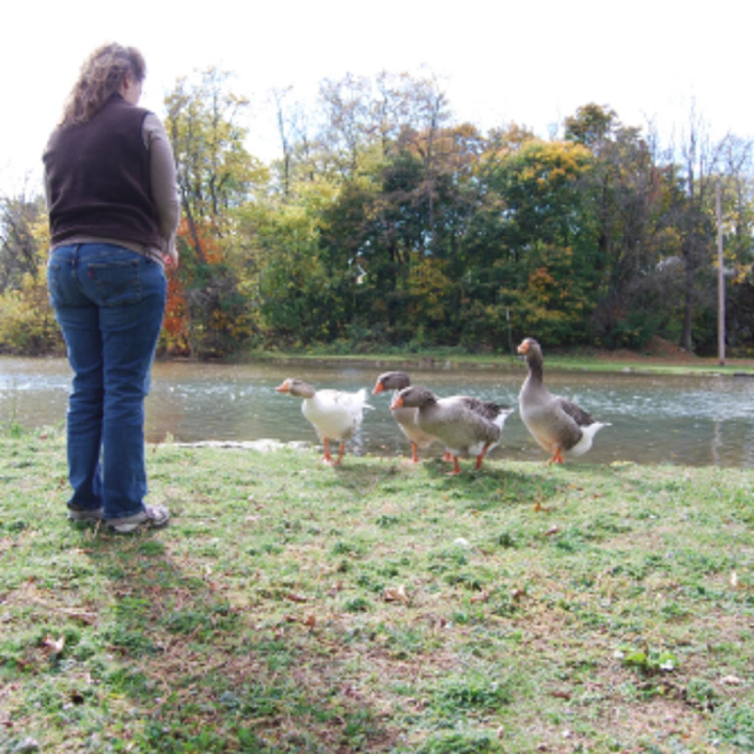 Feeding the Ducks at Laughlin Mill