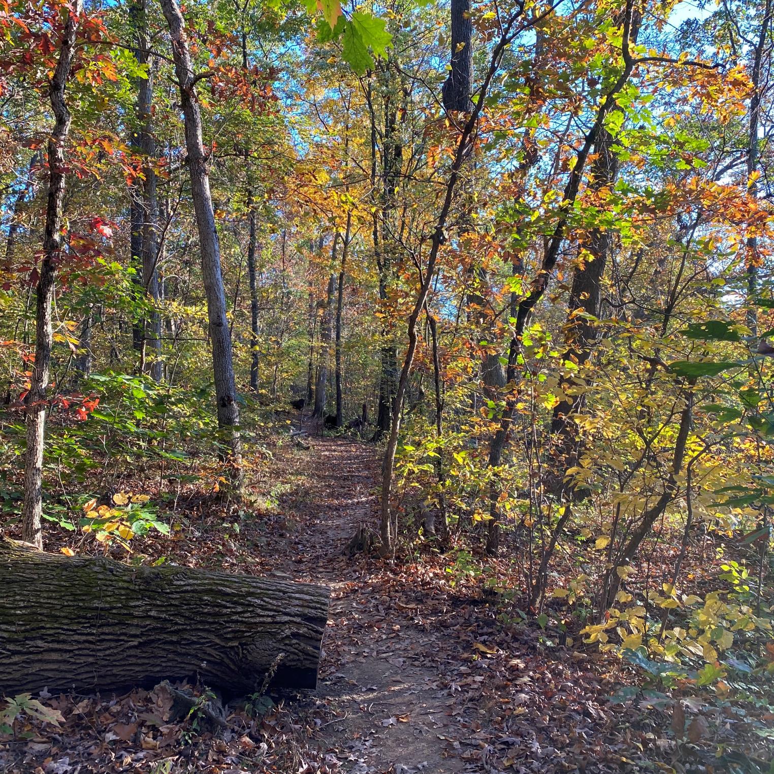 Cumberland Valley Overlook in the Fall