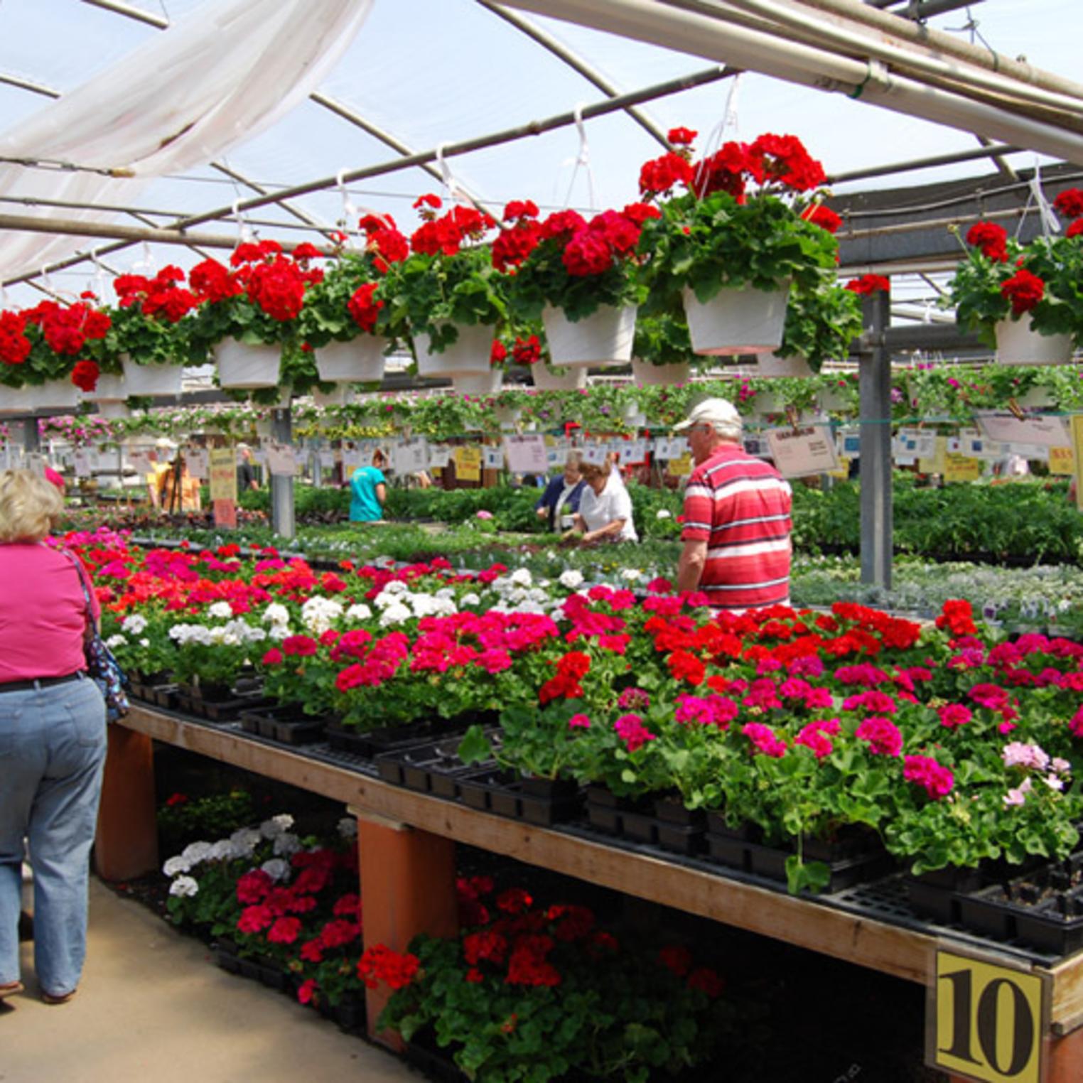 Assorted flowers at Ashcombe Farm and Greenhouses.