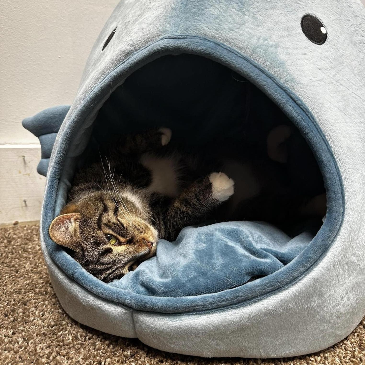 Carlisle Cat Cafe