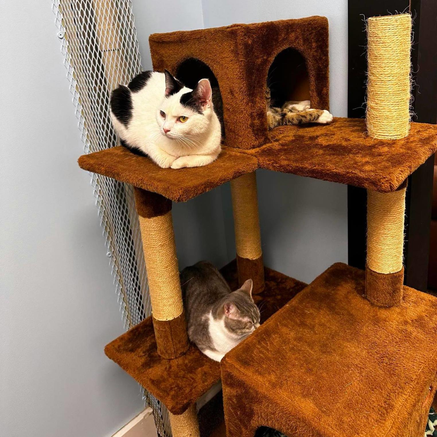 Carlisle Cat Cafe