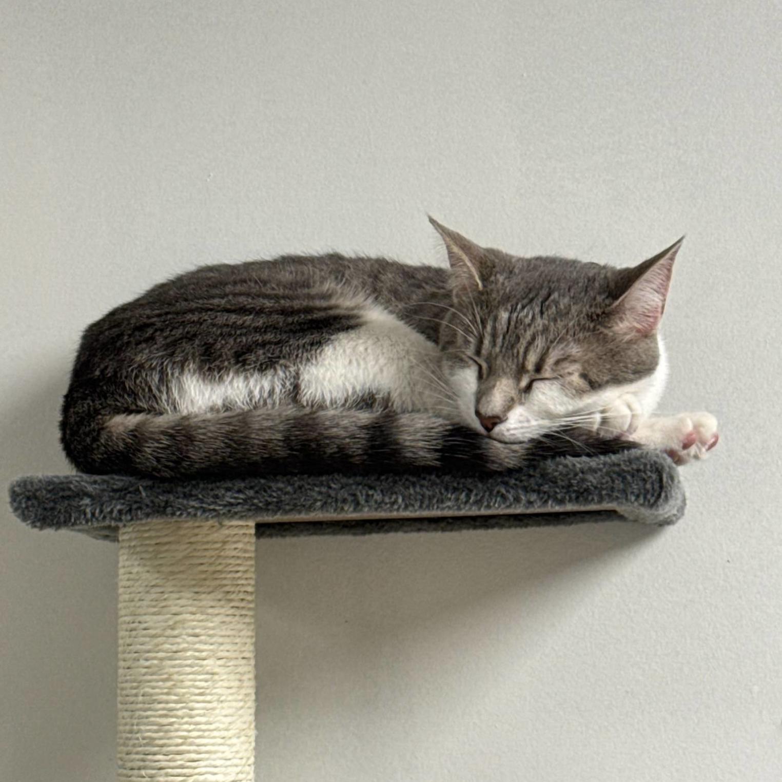 Carlisle Cat Cafe