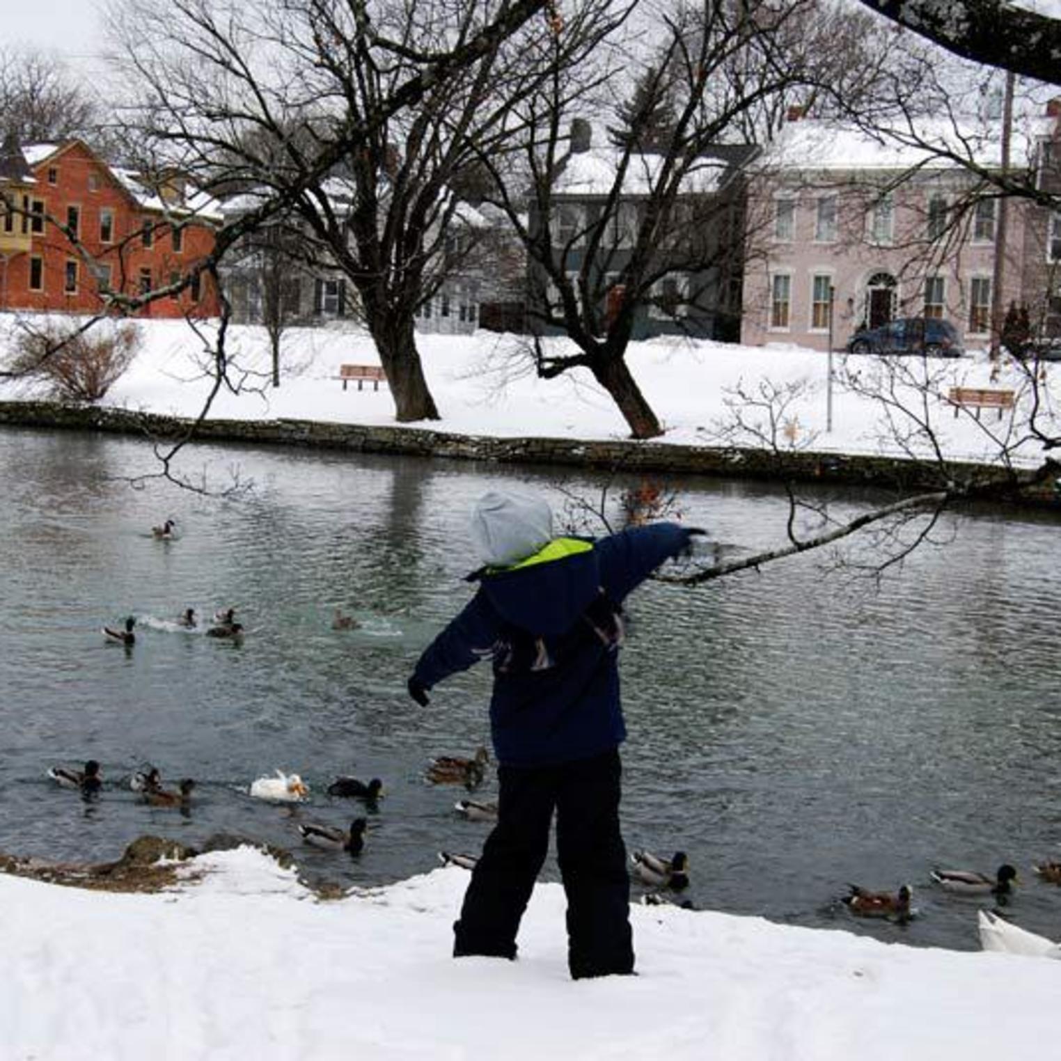 Feeding the Ducks at Children's Lake in Winter