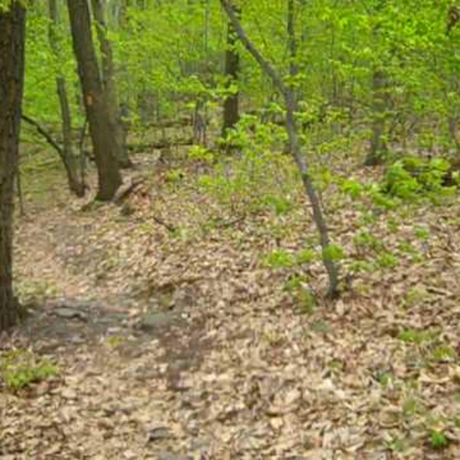 Darlington Trail