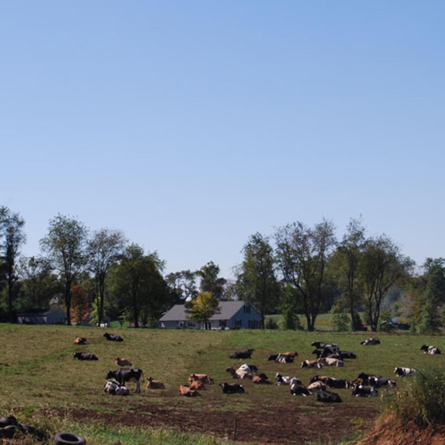 Cattle at Fulton's Dairy