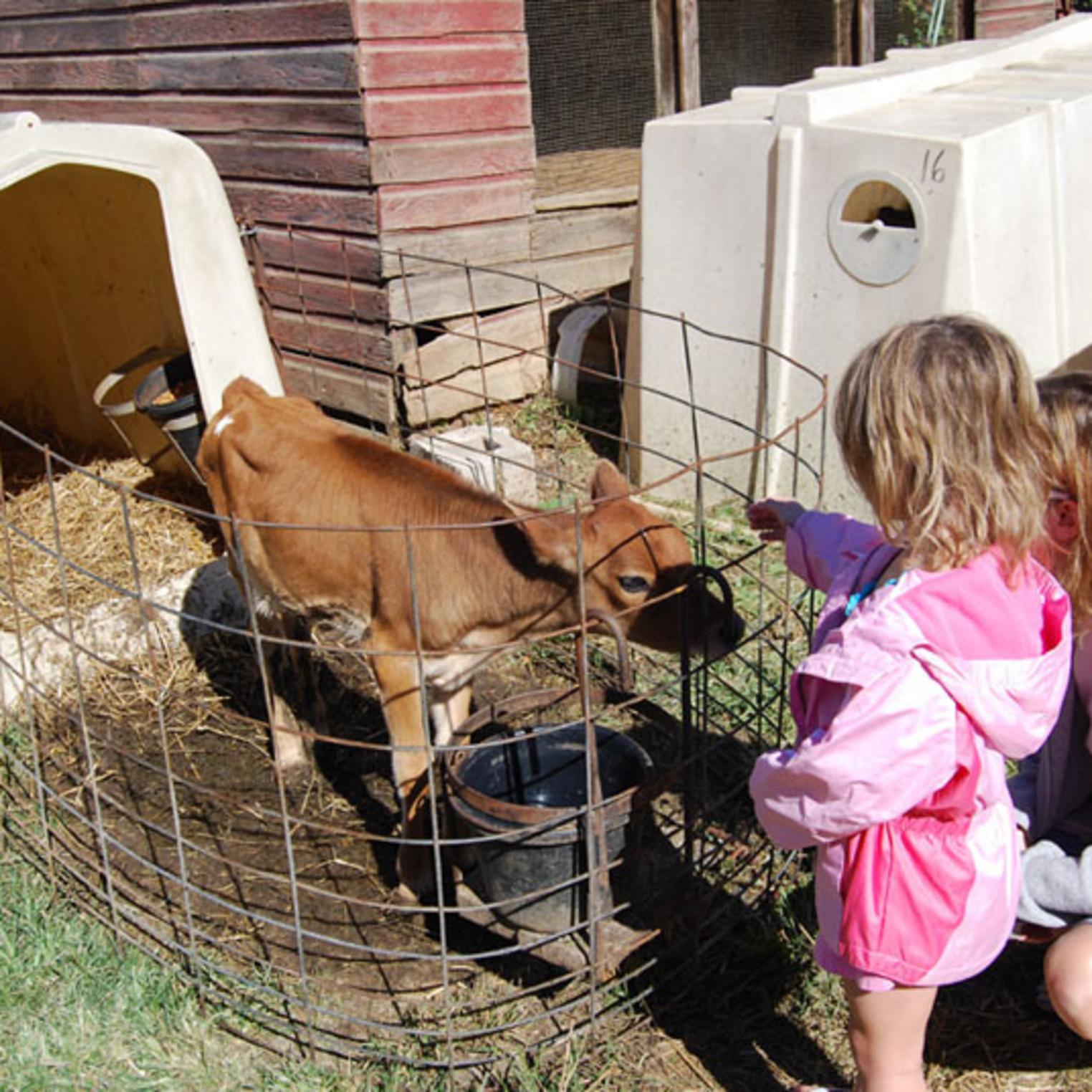 Calf at Fulton's Dairy