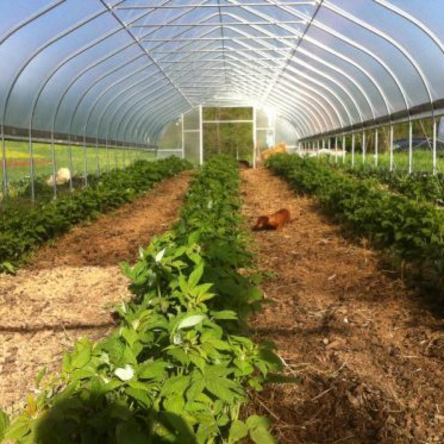 Greenhouse at Everblossom Farm