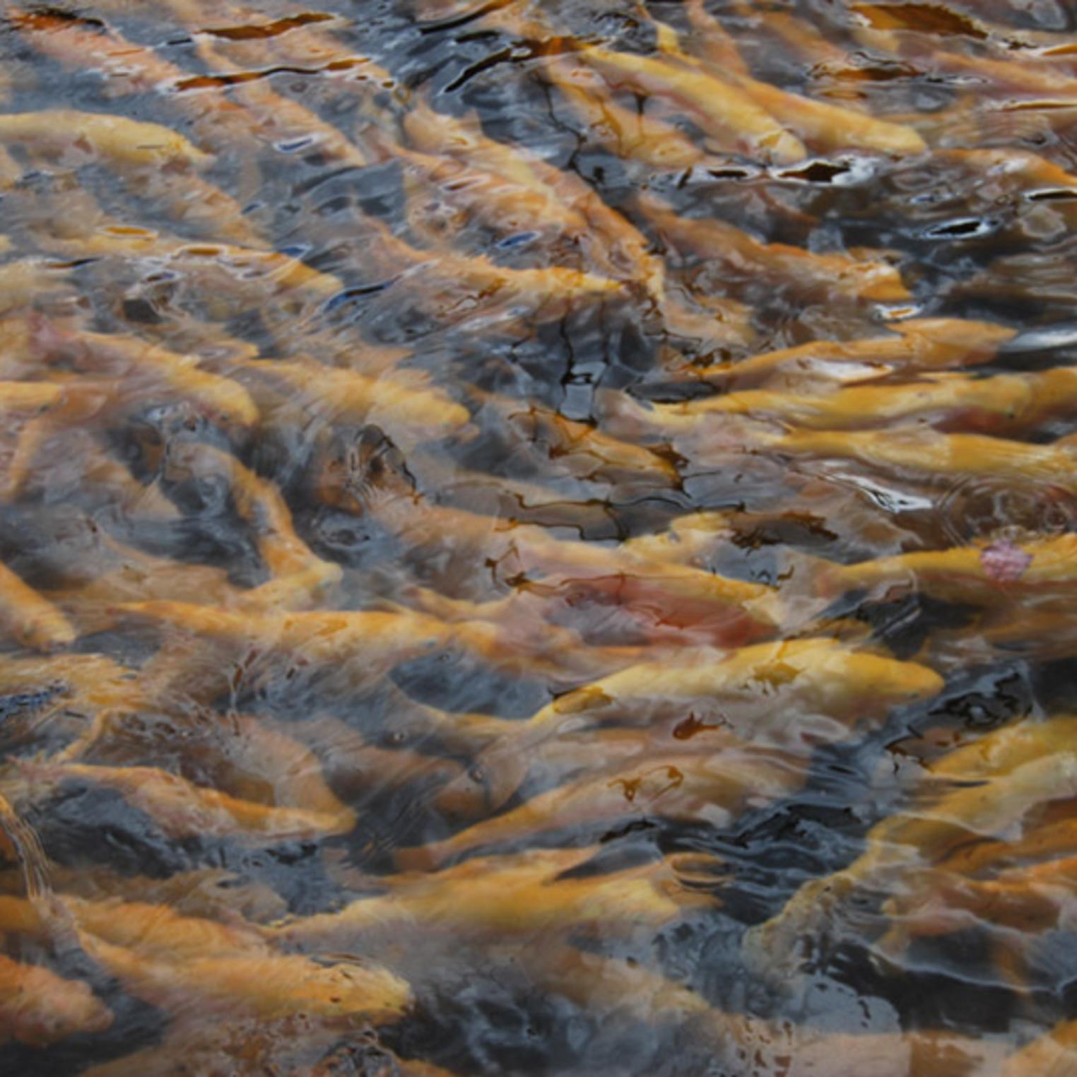 Huntsdale Fish Hatchery