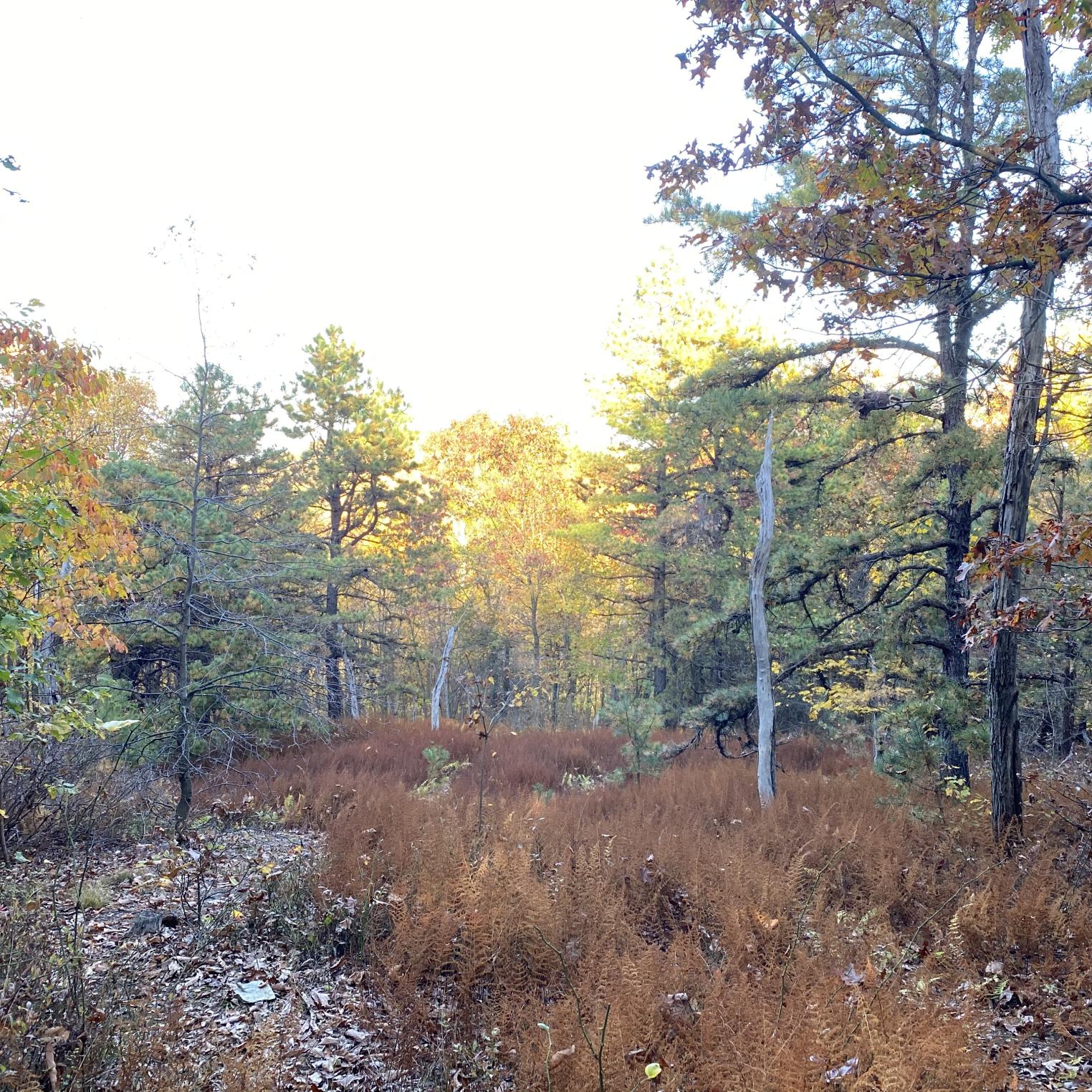 Locust Point Trail