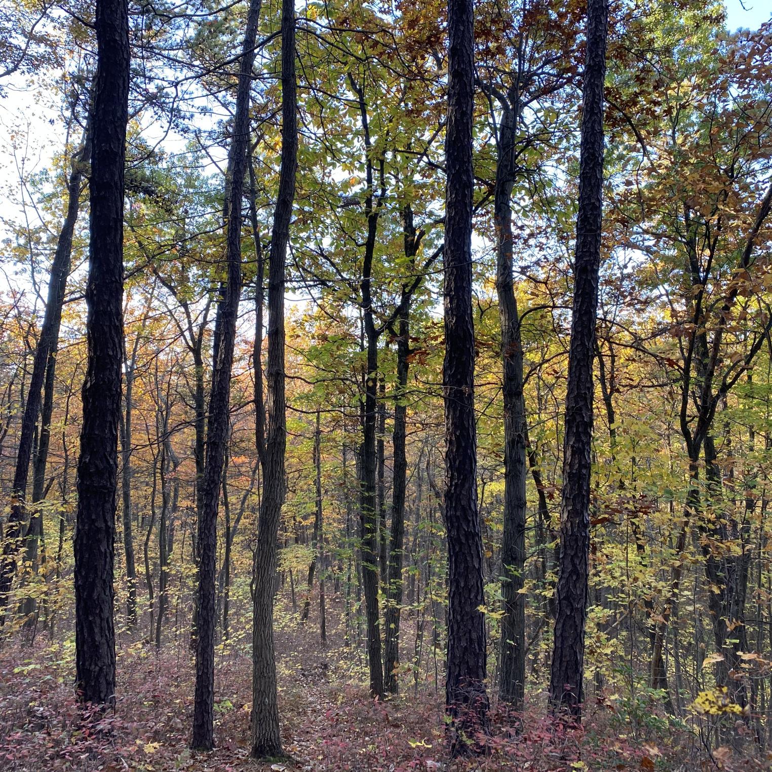 Locust Point Trail