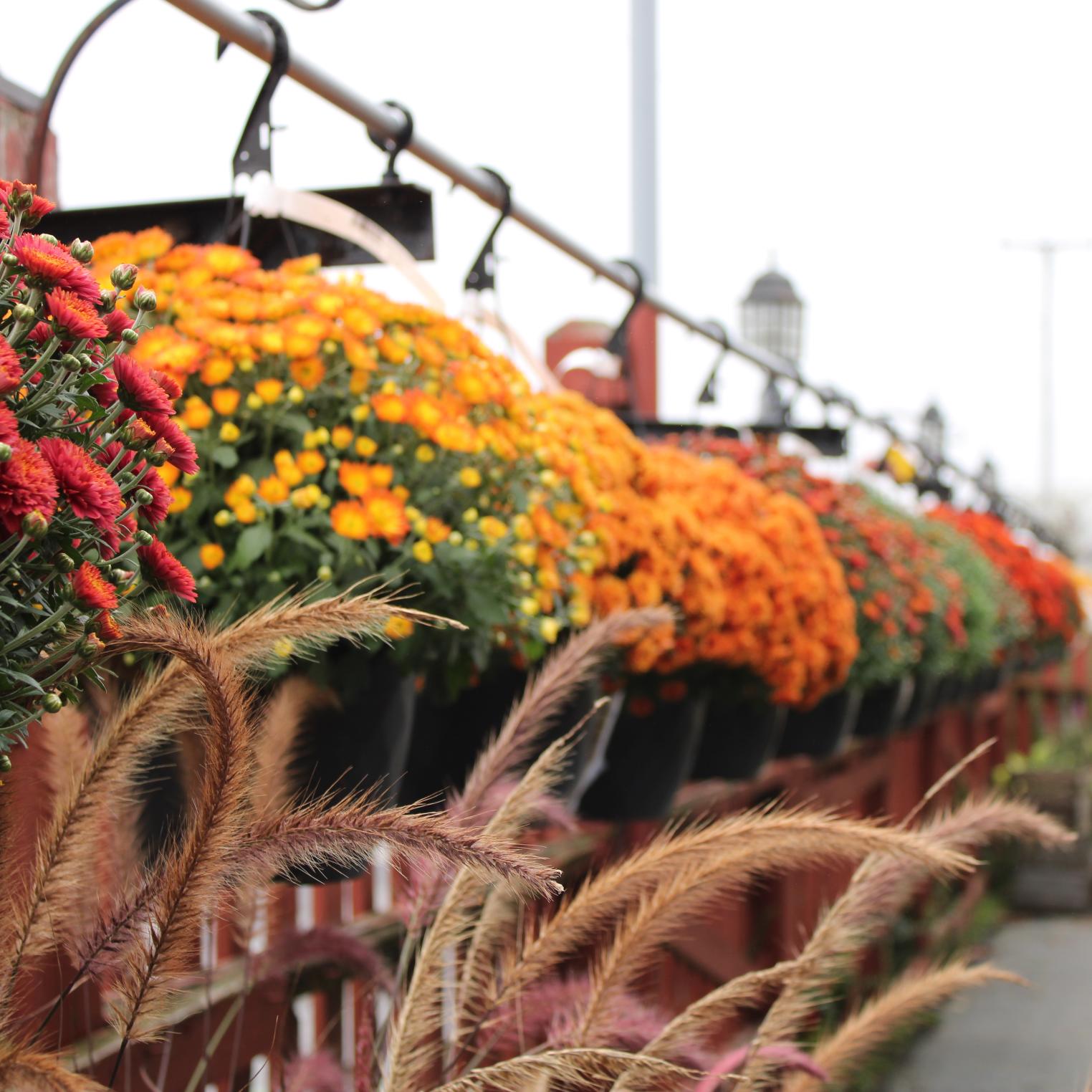 Visit for Fall Mums