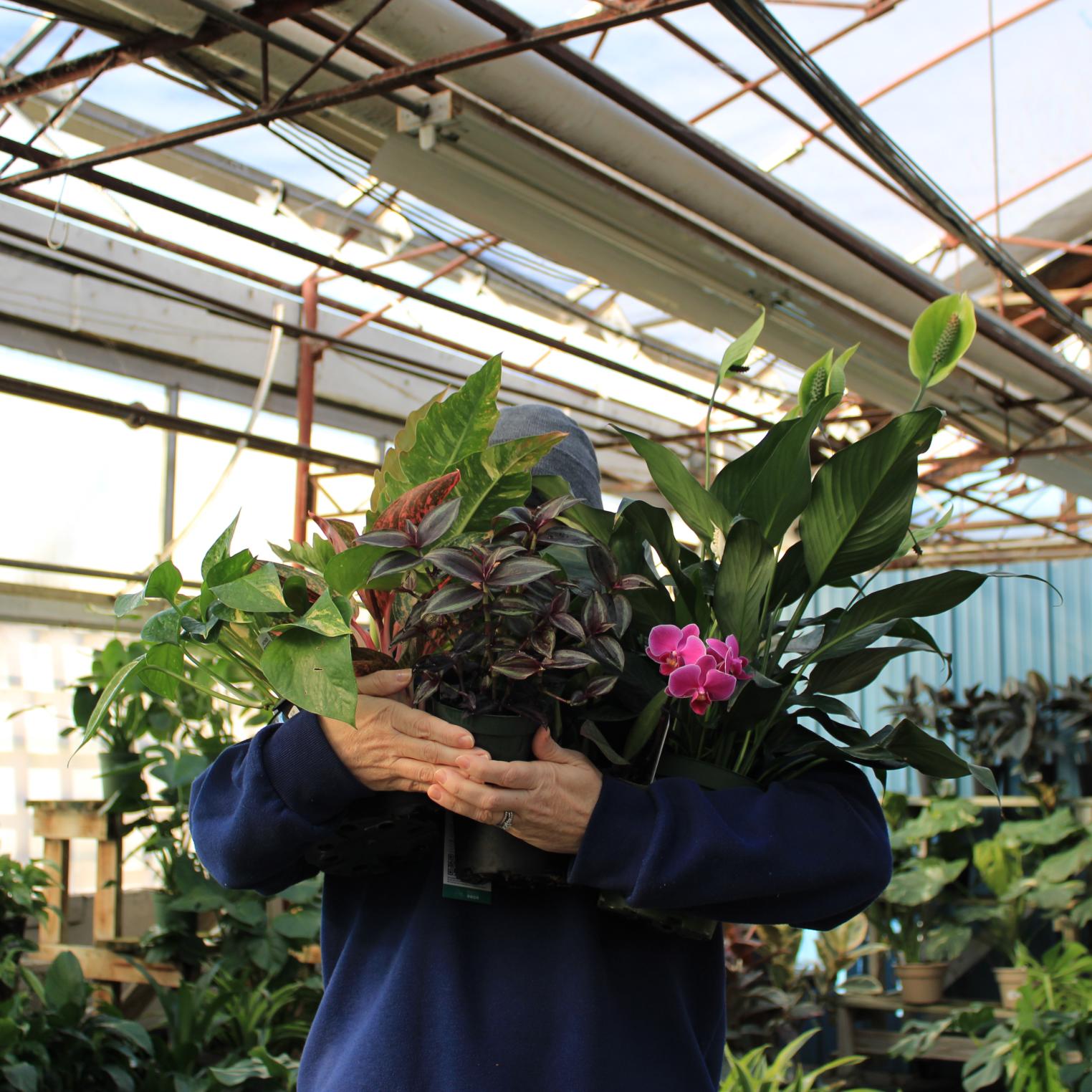 Houseplant Haven