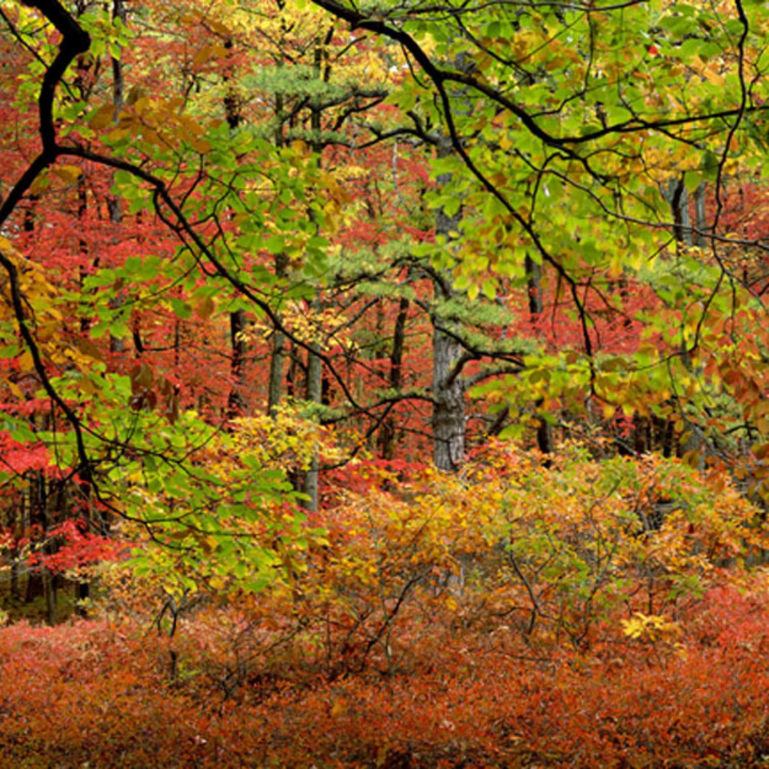 Autumn at Kings Gap Environmental Education Center