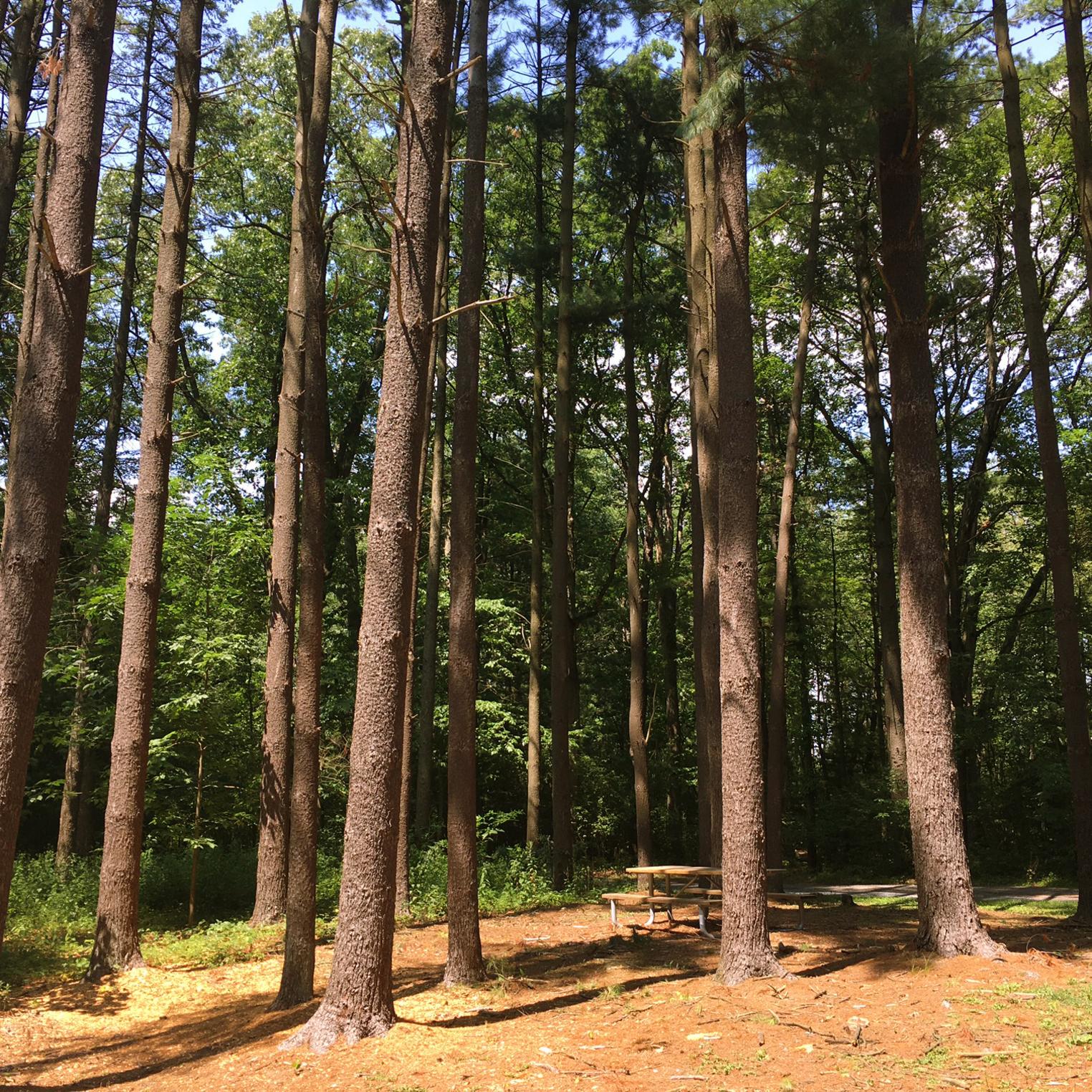 Pine Plantation Trail at Kings Gap