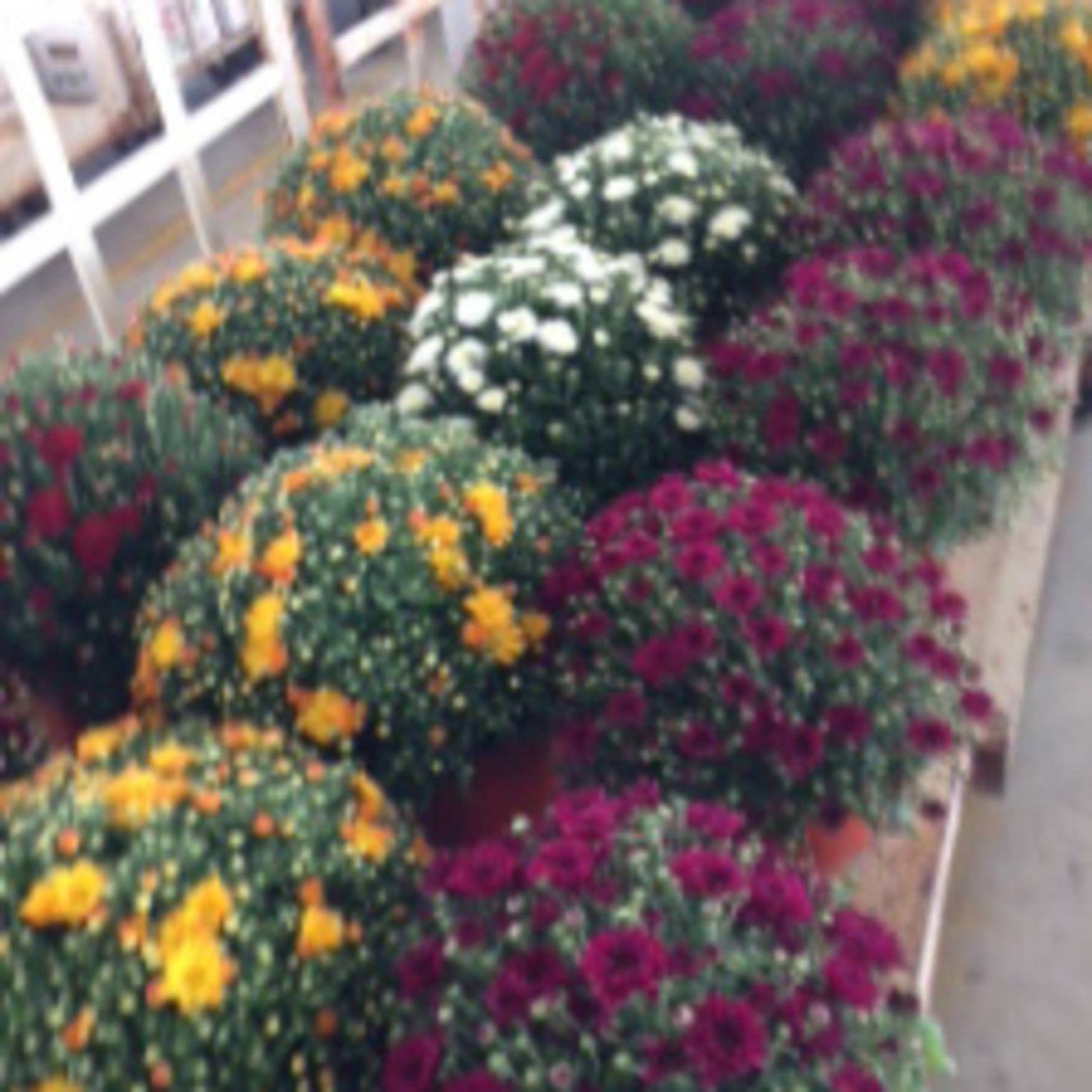 Mums at the Shippensburg Auction Center