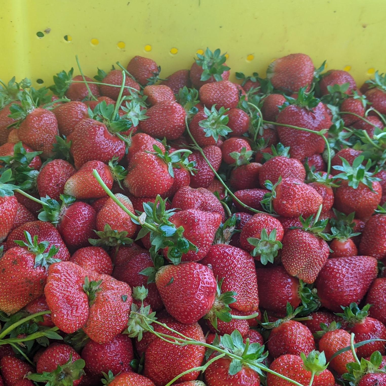 U-pick Strawberries @ Dickinson College Farm