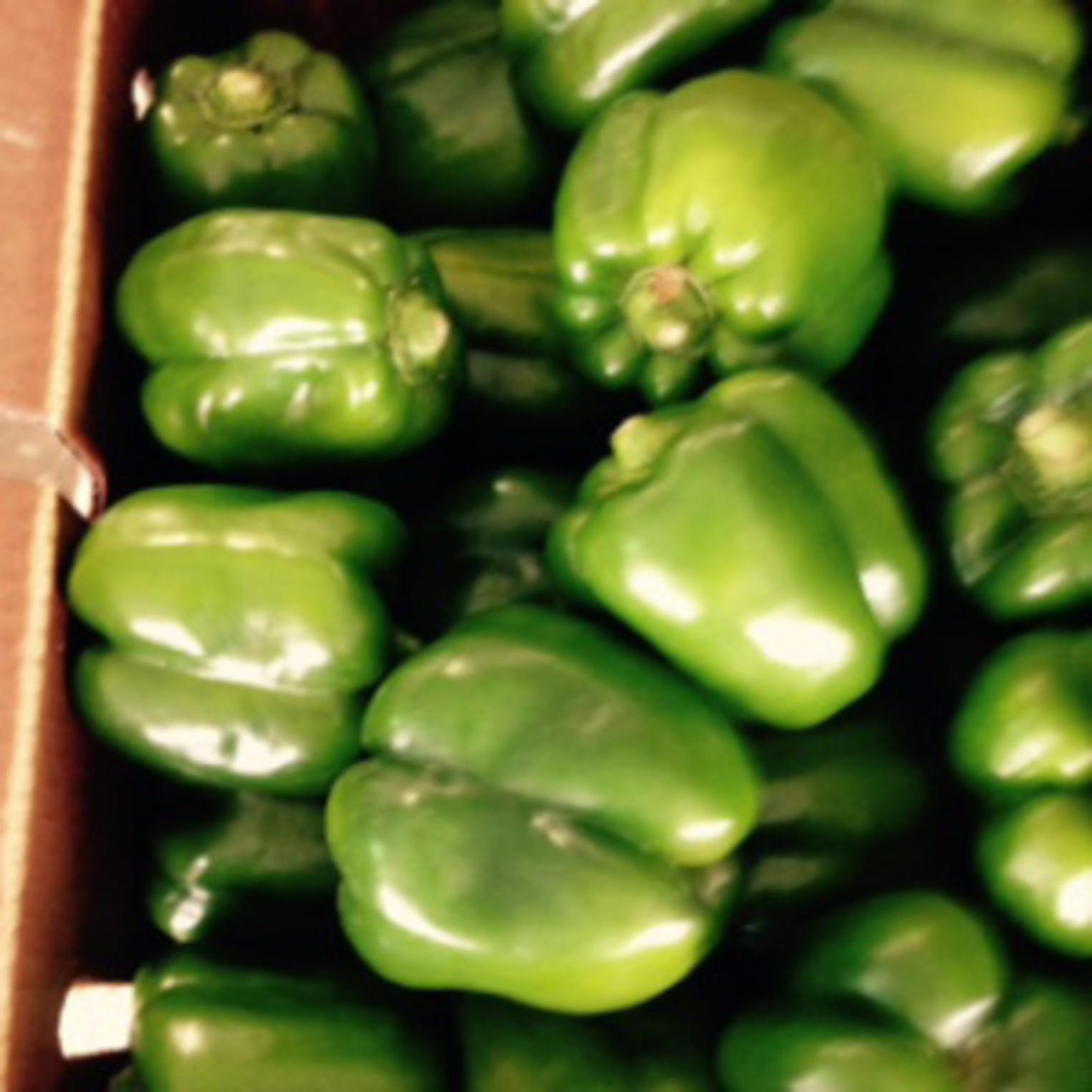 Peppers at the Shippensburg Auction Center